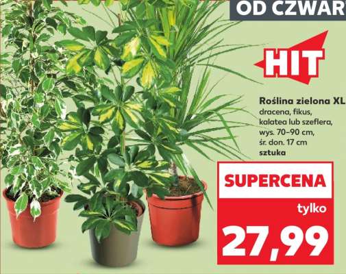 Roślina zielona XL