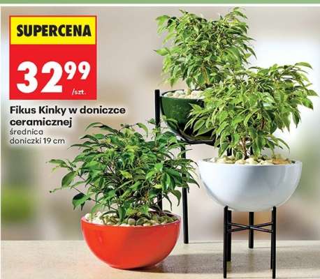 Fikus Kinky w doniczce ceramicznej