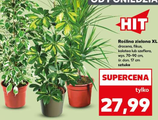 Roślina zielona XL