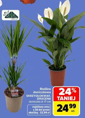Roślina doniczkowa SKRZYDŁOKWIAT, DRACENA
