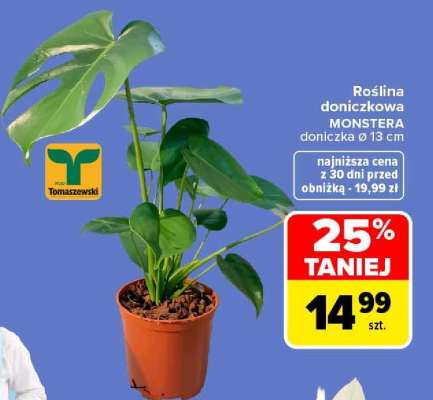 Roślina doniczkowa MONSTERA