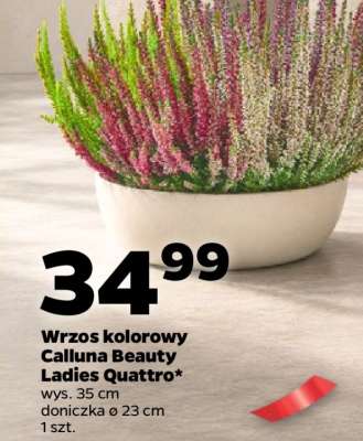 Wrzos kolorowy Calluna Beauty Ladies Quattro