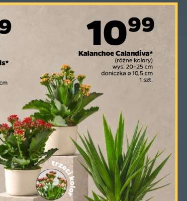 Kalanchoe calandiva