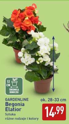 GARDENLINE Begonia elatior