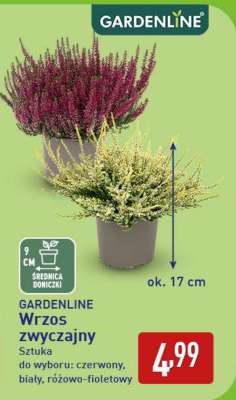 GARDENLINE Wrzos zwyczajny