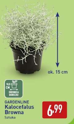 GARDENLINE Kalocefalus Browna