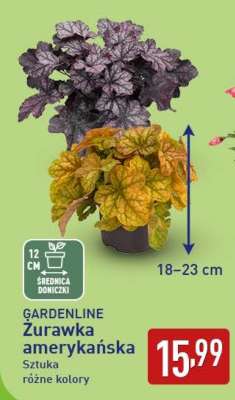 GARDENLINE Żurawka amerykańska