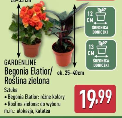 GARDENLINE Begonia Elatior/Roślina zielona