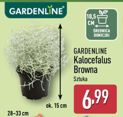 GARDENLINE Kalocefalus Browna