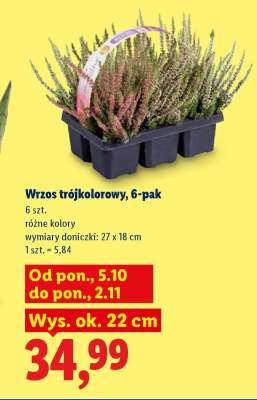 Wrzos trójkolorowy, 6-pak