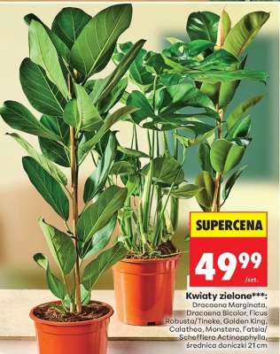 Kwiaty zielone