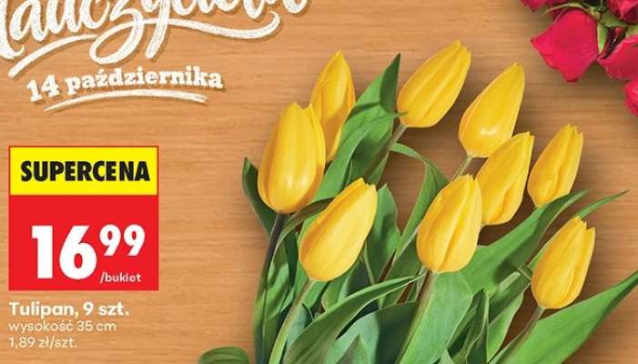 Tulipan, 9 szt.