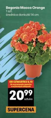Begonia Mocca Orange