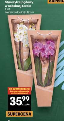 Storczyk 2-pędowy w ozdobnej torbie