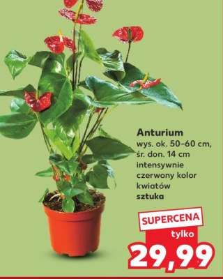Anturium