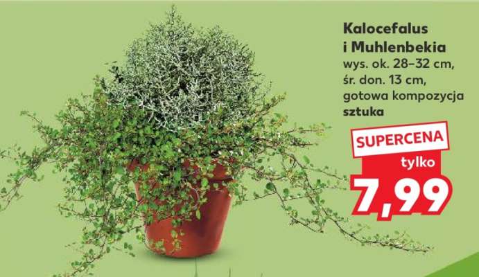 Kalocefalus i Muhlenbekia
