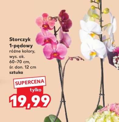 Storczyk 1-pędowy