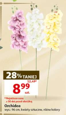 Orchidea