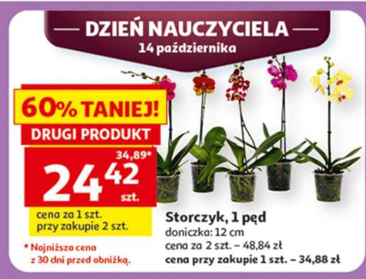 Storczyk, 1-pęd