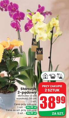 Storczyk 2-pędowy*
