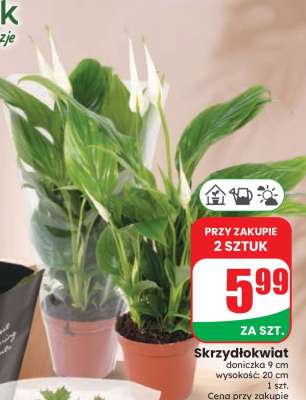 Skrzydłokwiat