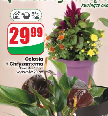Celosia + Chryzantema