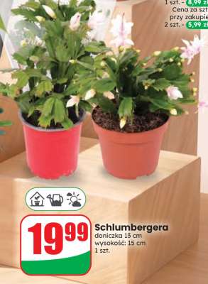 Schlumbergera