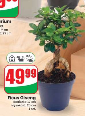 Ficus Giseng