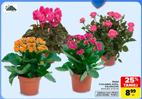 Kwiat CYKLAMEN, RÓŻA, KALANCHOE