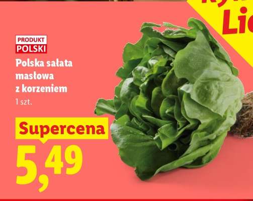Polska sałata masłowa z korzeniem