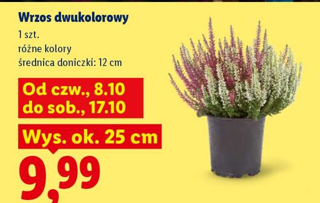 Wrzos dwukolorowy