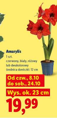 Amarylis