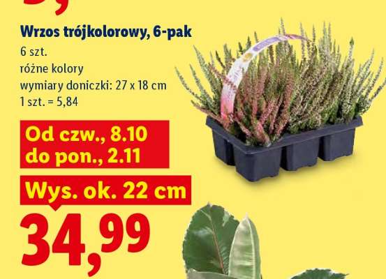 Wrzos trójkolorowy, 6-pak