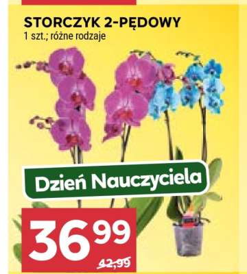 Storczyk 2-pędowy*