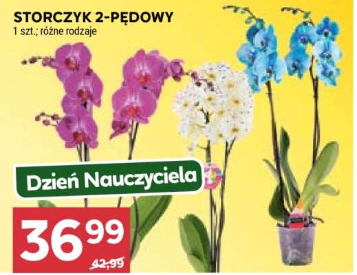 Storczyk 2-pędowy*