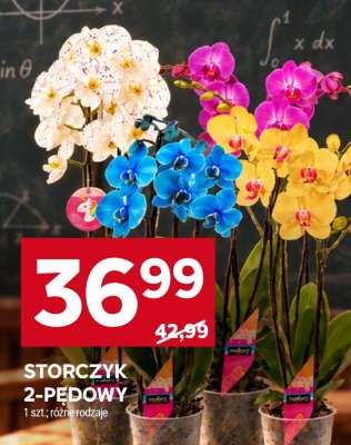 Storczyk 2-pędowy*