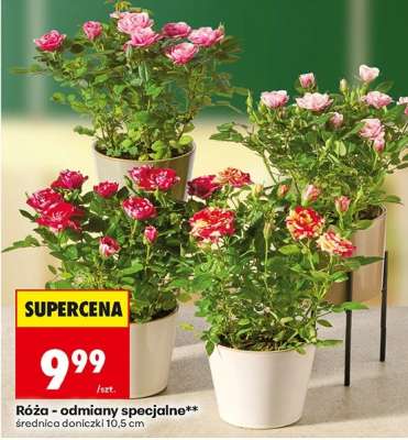 Róża - odmiany specjalne**