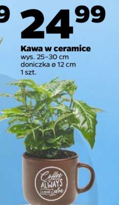 Kawa w ceramice