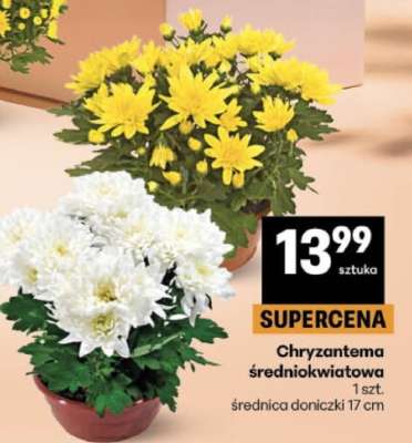 Chryzantema średniokwiatowa