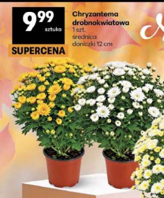Chryzantema drobnokwiatowa