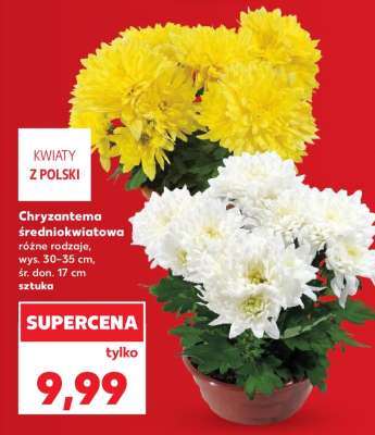 Chryzantema średniokwiatowa