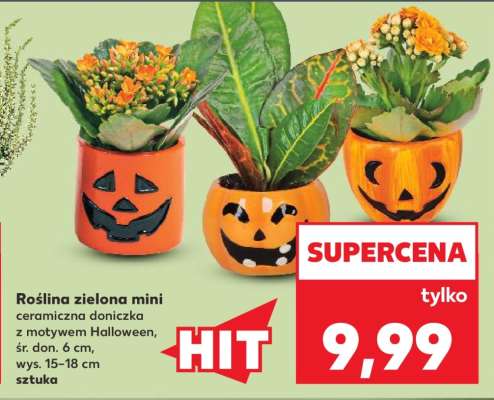 Roślina zielona mini