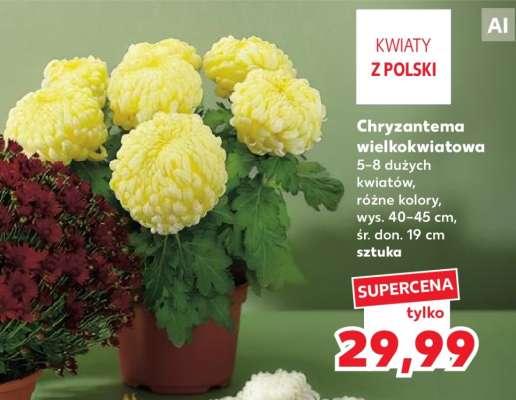 Chryzantema wielkokwiatowa