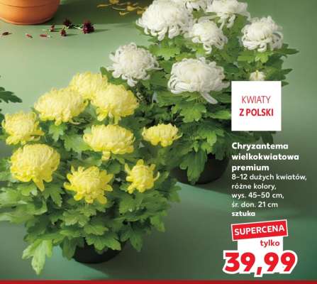 Chryzantema wielkokwiatowa premium