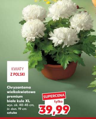 Chryzantema wielkokwiatowa premium białe kule XL