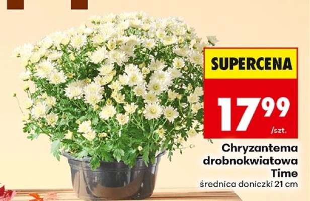 Chryzantema drobnokwiatowa Time