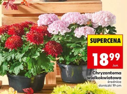 Chryzantema wielkokwiatowa