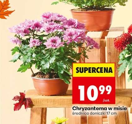 Chryzantema w misie