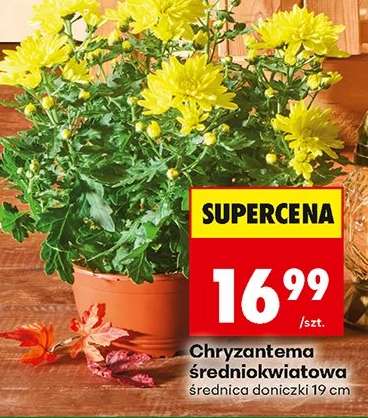 Chryzantema średniokwiatowa