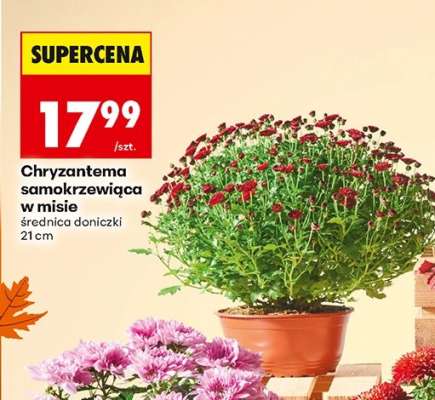 Chryzantema samokrzewiąca w misie